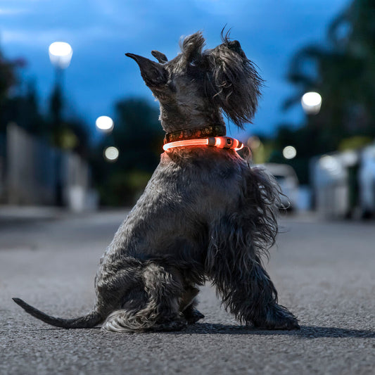 LED Collar for Pets Petlux InnovaGoods